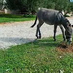 Dalmatian Irena *