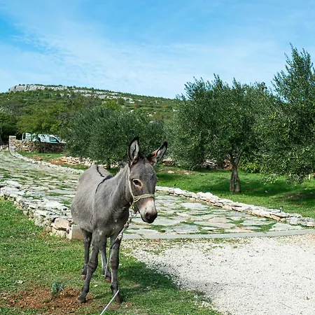 Dalmatian Irena Tatil Evi Bruska