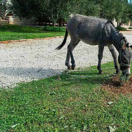 Dalmatian Irena *