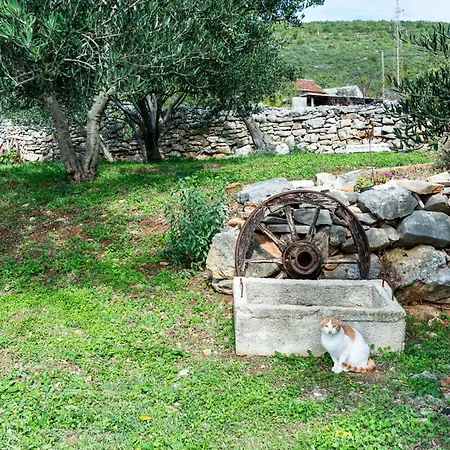 Dalmatian Irena Tatil Evi *